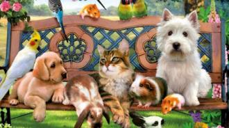 zvireci-kamaradi-450x252