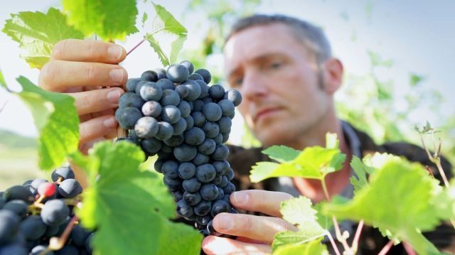 виноградар