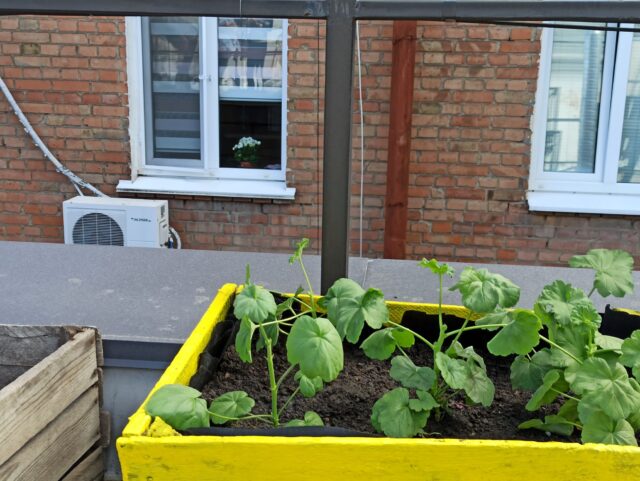 196709764_263170588830995_7886101063204755223_n